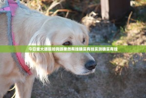 今日重大通报哈狗游果然有挂确实有挂实测确实有挂