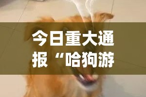 今日重大通报新青龙安装挂原来真可以开挂