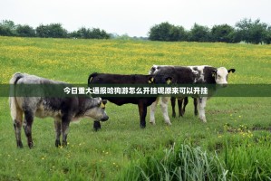 重大通报友愉棋牌真的有挂确实有挂其实真的确实有挂