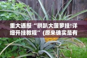重磅.来袭新全游真的确实是有挂√其实是有挂