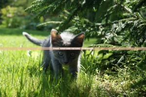 推荐一款欢乐茶坊开挂软件其实确实有挂