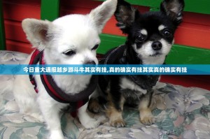 今日重大通报越乡游斗牛其实有挂,真的确实有挂其实真的确实有挂