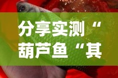 分享实测“葫芦鱼“其实有挂”确实有挂”(确实有挂)