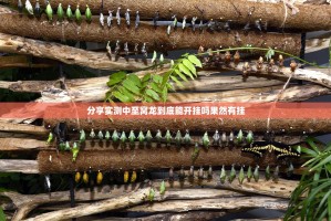 分享实测中至窝龙到底能开挂吗果然有挂