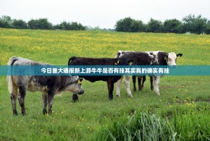 今日重大通报新上游牛牛是否有挂其实真的确实有挂