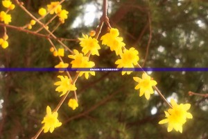 去年是疫情（去年疫情解封时间）