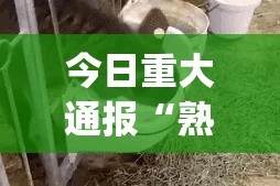 重大通报八戒金花真的有挂确实有挂(原来确实是有挂)