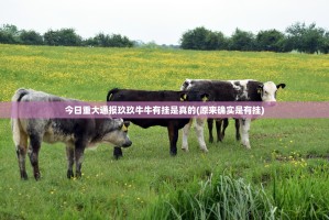 今日重大通报玖玖牛牛有挂是真的(原来确实是有挂)