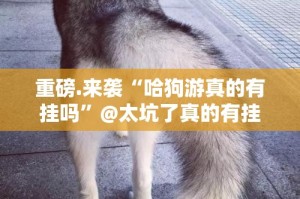 重磅.来袭“哈狗游真的有挂吗”@太坑了真的有挂