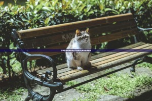 分享实测哈狗游开挂下载安装√曝光透视猫腻