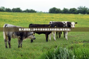 重大通报新上游牛牛原来确实真的有挂(确实有挂)
