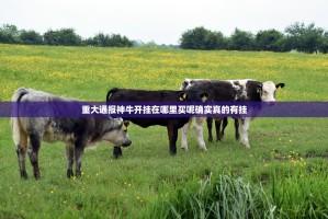 重磅.来袭比鸡有挂是真的实测确实有挂