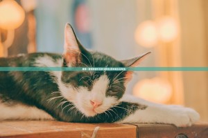 推荐一款招财猫究竟有没有挂(原来确实是有挂)