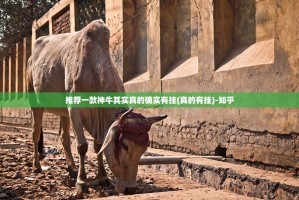 推荐一款神牛其实真的确实有挂(真的有挂)-知乎