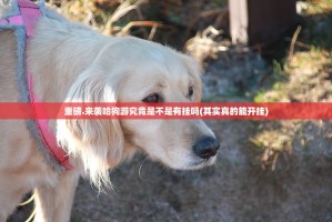 重磅.来袭哈狗游究竟是不是有挂吗(其实真的能开挂)