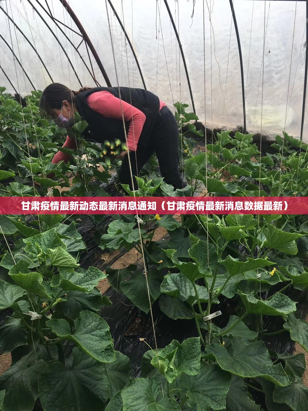 甘肃疫情最新动态最新消息通知（甘肃疫情最新消息数据最新）